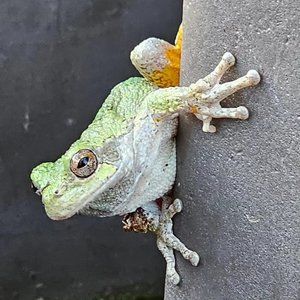 Meet your Posher, Peter